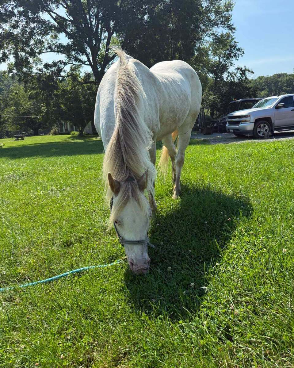 Angel, 18yo Pony of the Americas mare, 13.0hh