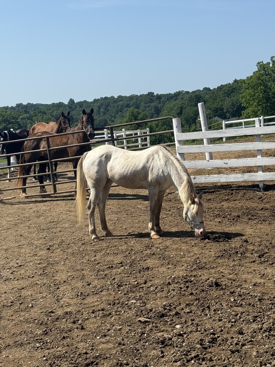 Angel, 18yo Pony of the Americas mare, 13.0hh