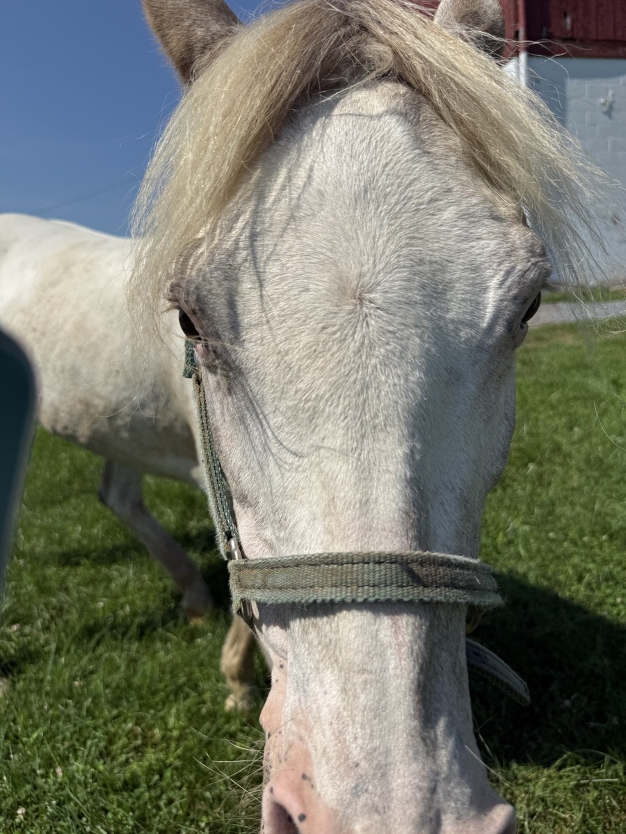 Angel, 18yo Pony of the Americas mare, 13.0hh