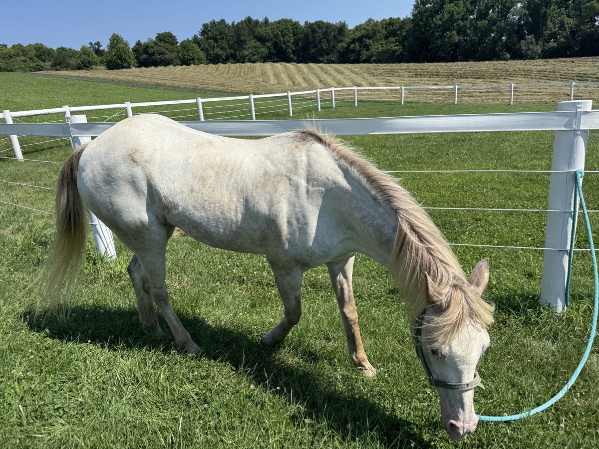 Angel, 18yo Pony of the Americas mare, 13.0hh