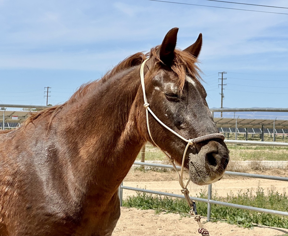 Star, 31yo Mountain Pleasure Horse/Welsh Pony/Rocky Mountain Horse mare, 15.0hh