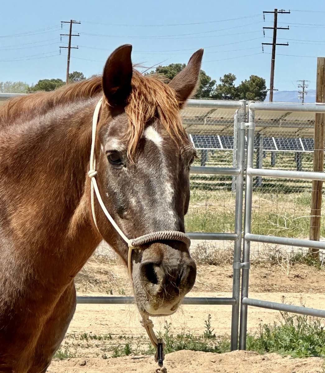 Star, 31yo Mountain Pleasure Horse/Welsh Pony/Rocky Mountain Horse mare, 15.0hh