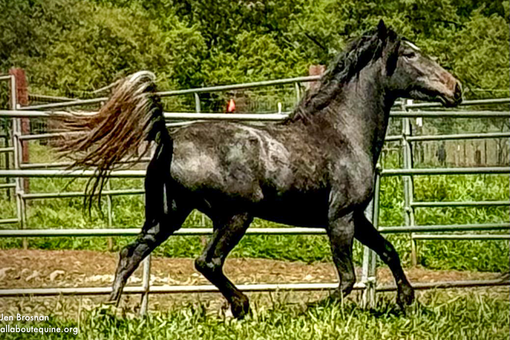 Liza, Mustang mare, 13.3hh
