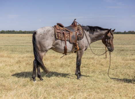 LOPIN A GOODRIDE (LOPER), 3yo AQHA Quarter Horse gelding, 15.1hh