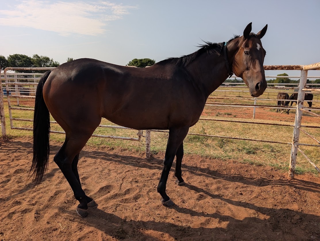 Sweet River Baines, 12yo Thoroughbred gelding, 16.1hh