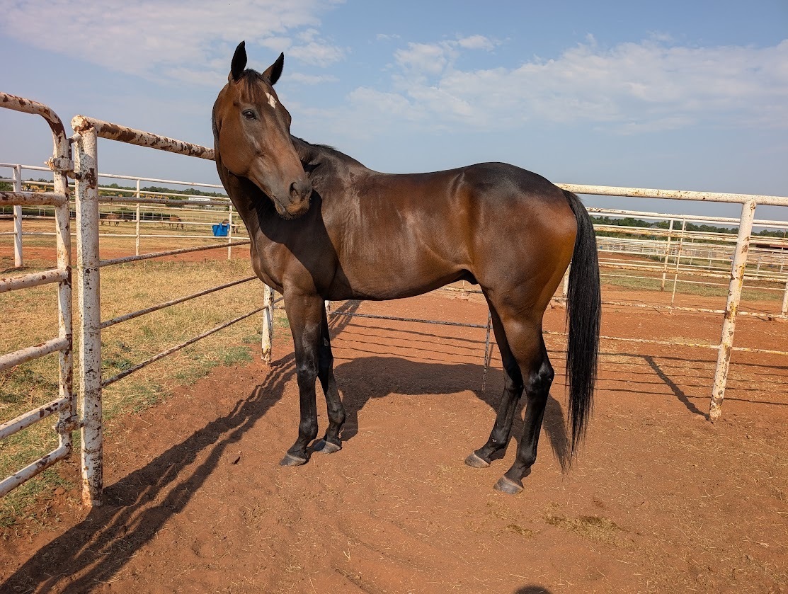 Sweet River Baines, 12yo Thoroughbred gelding, 16.1hh