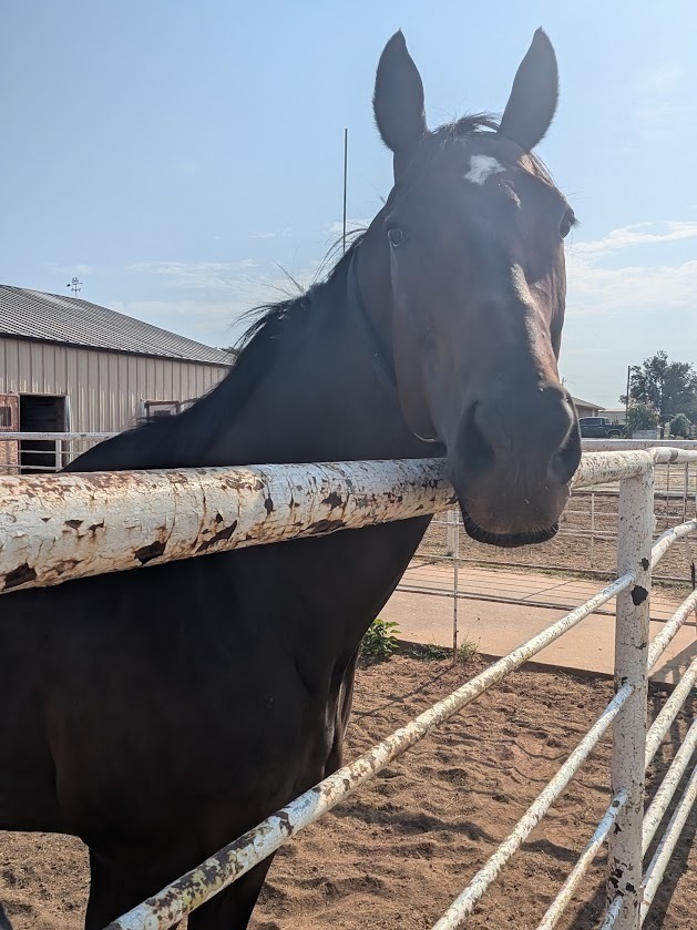 Sweet River Baines, 12yo Thoroughbred gelding, 16.1hh