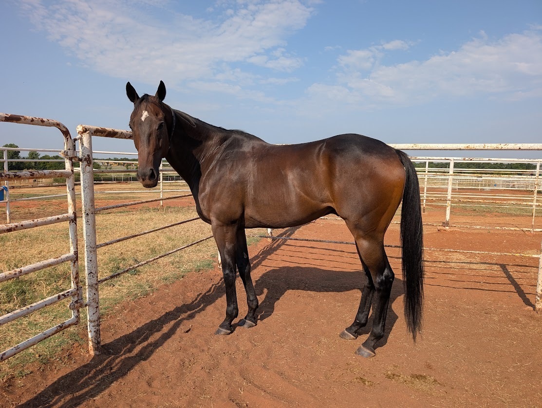 Sweet River Baines, 12yo Thoroughbred gelding, 16.1hh