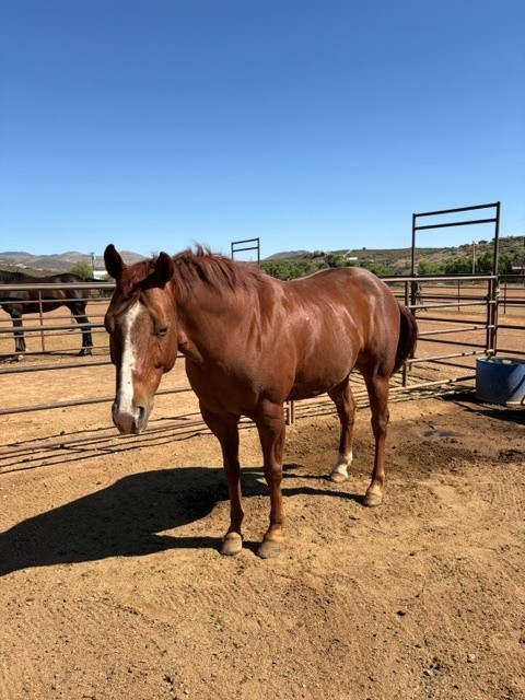 Registered American Quarter Horse. Sorre, Quarter Horse gelding