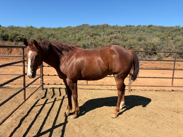 Registered American Quarter Horse. Sorre, Quarter Horse gelding