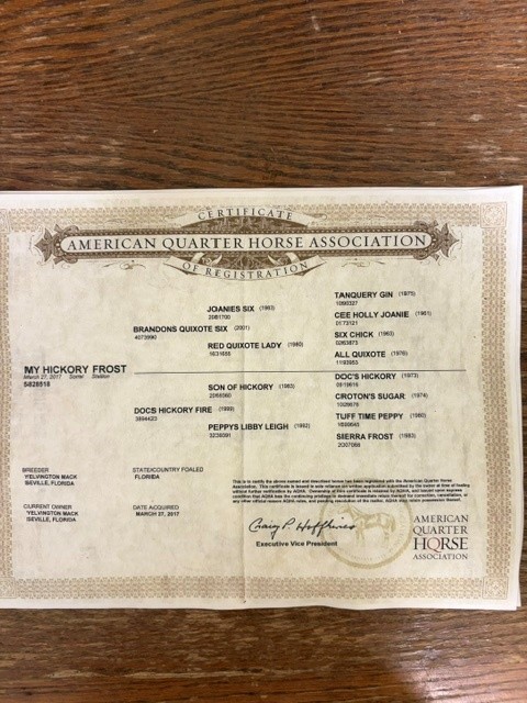 Registered American Quarter Horse. Sorre, Quarter Horse gelding
