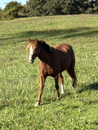 Bingo, 4yo Welsh Pony gelding, 12.1hh