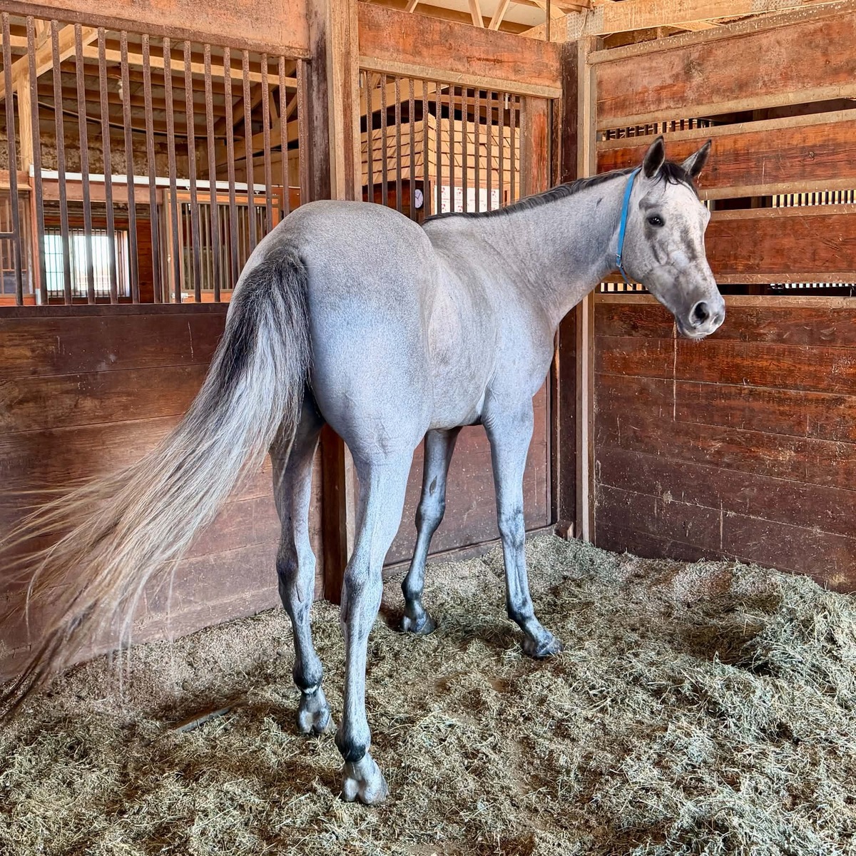 Tacticmove, 3yo Thoroughbred mare, 15.2hh