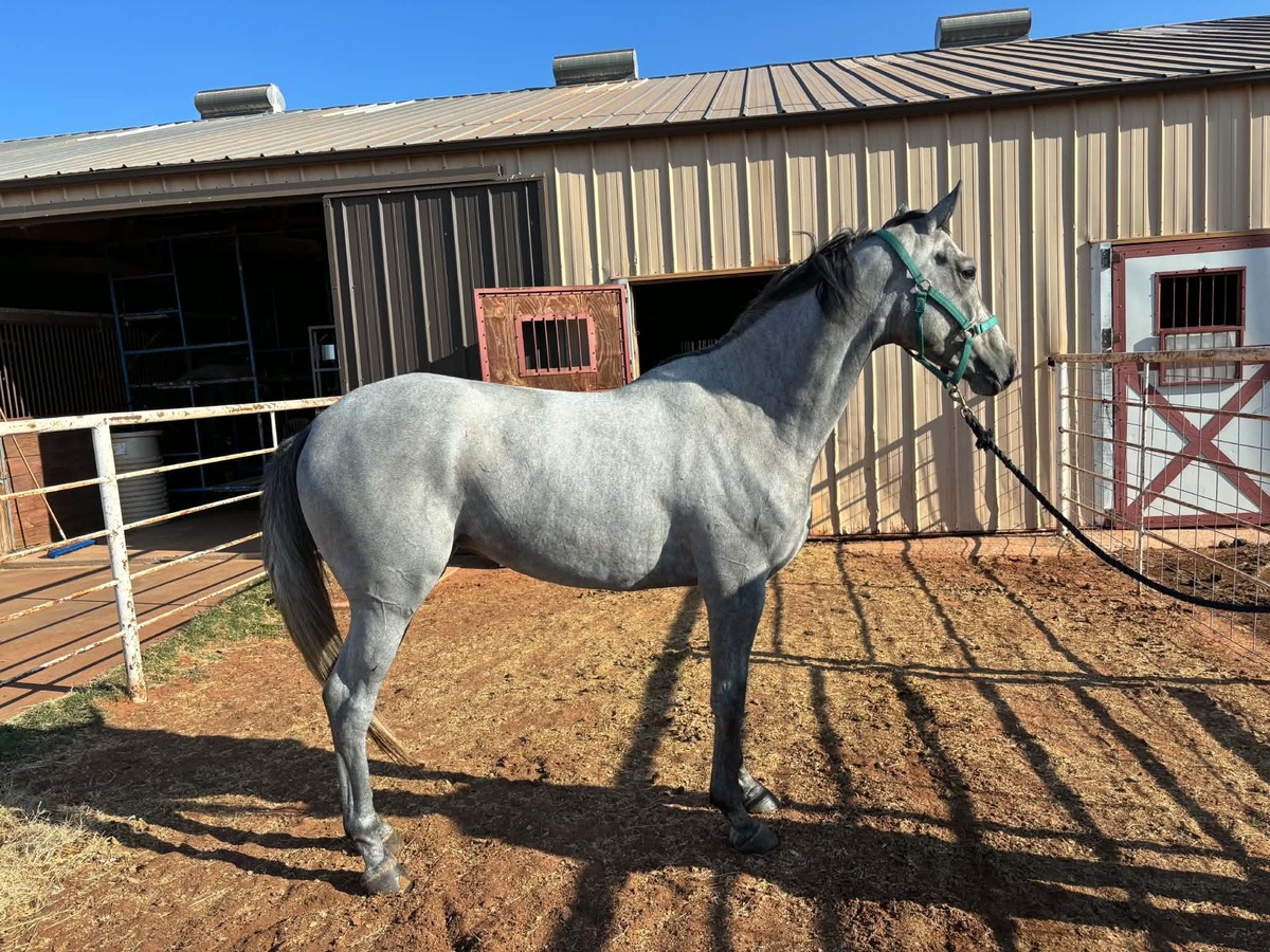 Tacticmove, 3yo Thoroughbred mare, 15.2hh