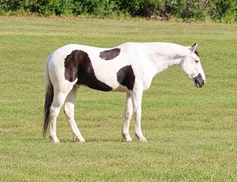 ELVIS, 9yo APHA Paint gelding, 15.1hh