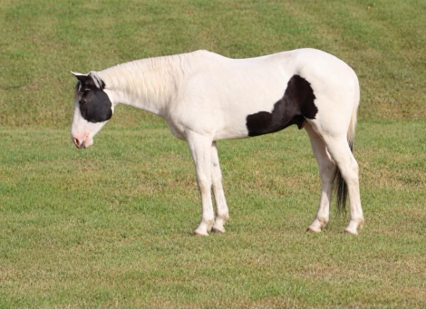 ELVIS, 9yo APHA Paint gelding, 15.1hh
