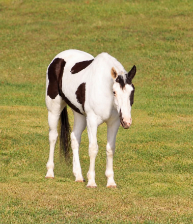 ELVIS, 9yo APHA Paint gelding, 15.1hh