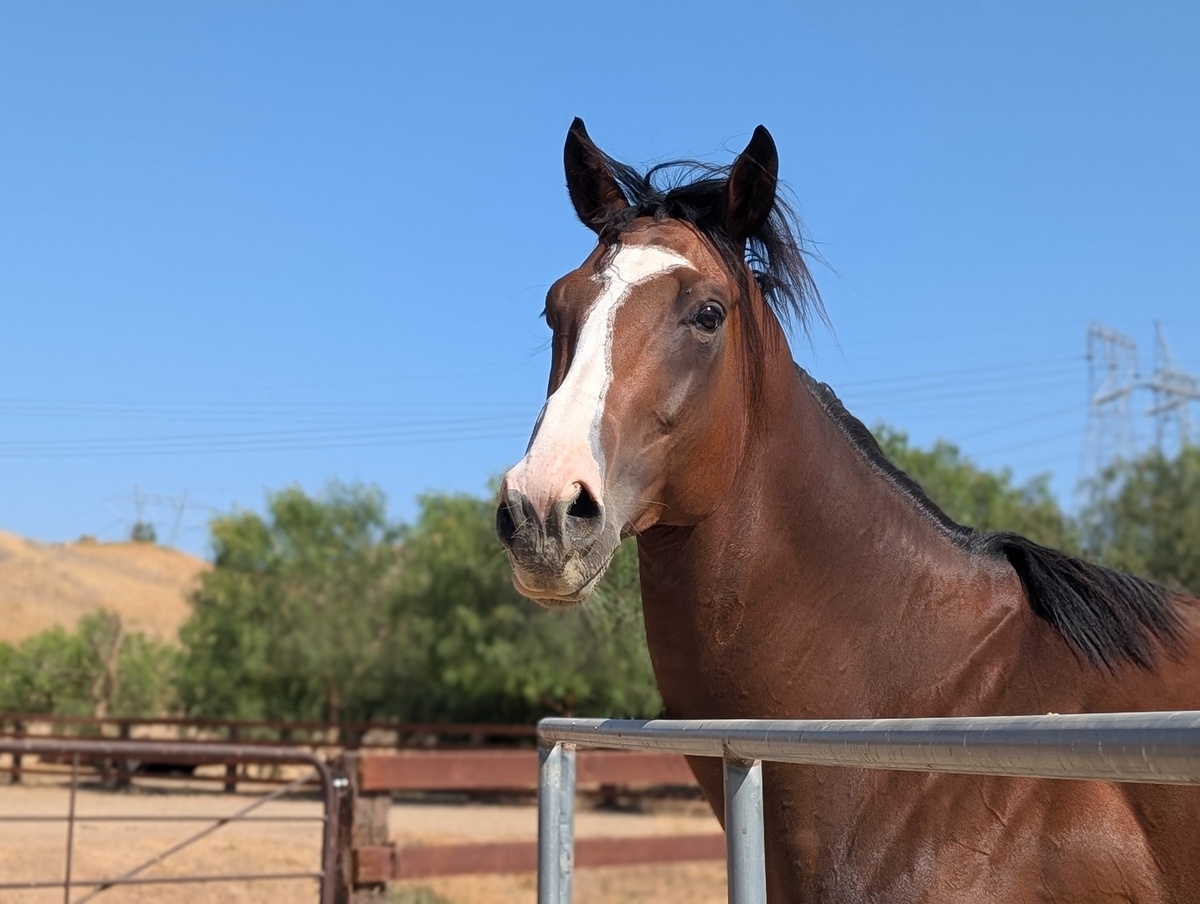 Treebeard, 5yo Thoroughbred gelding, 17.0hh