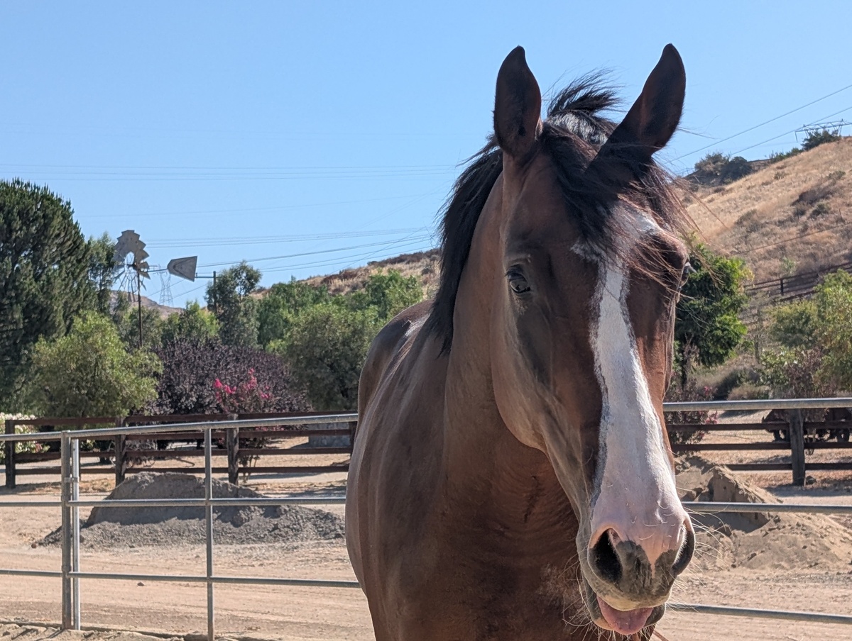 Treebeard, 5yo Thoroughbred gelding, 17.0hh