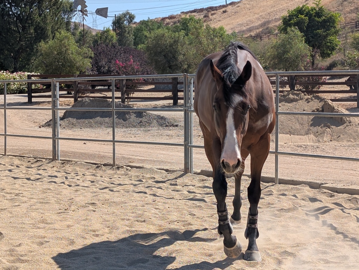 Treebeard, 5yo Thoroughbred gelding, 17.0hh