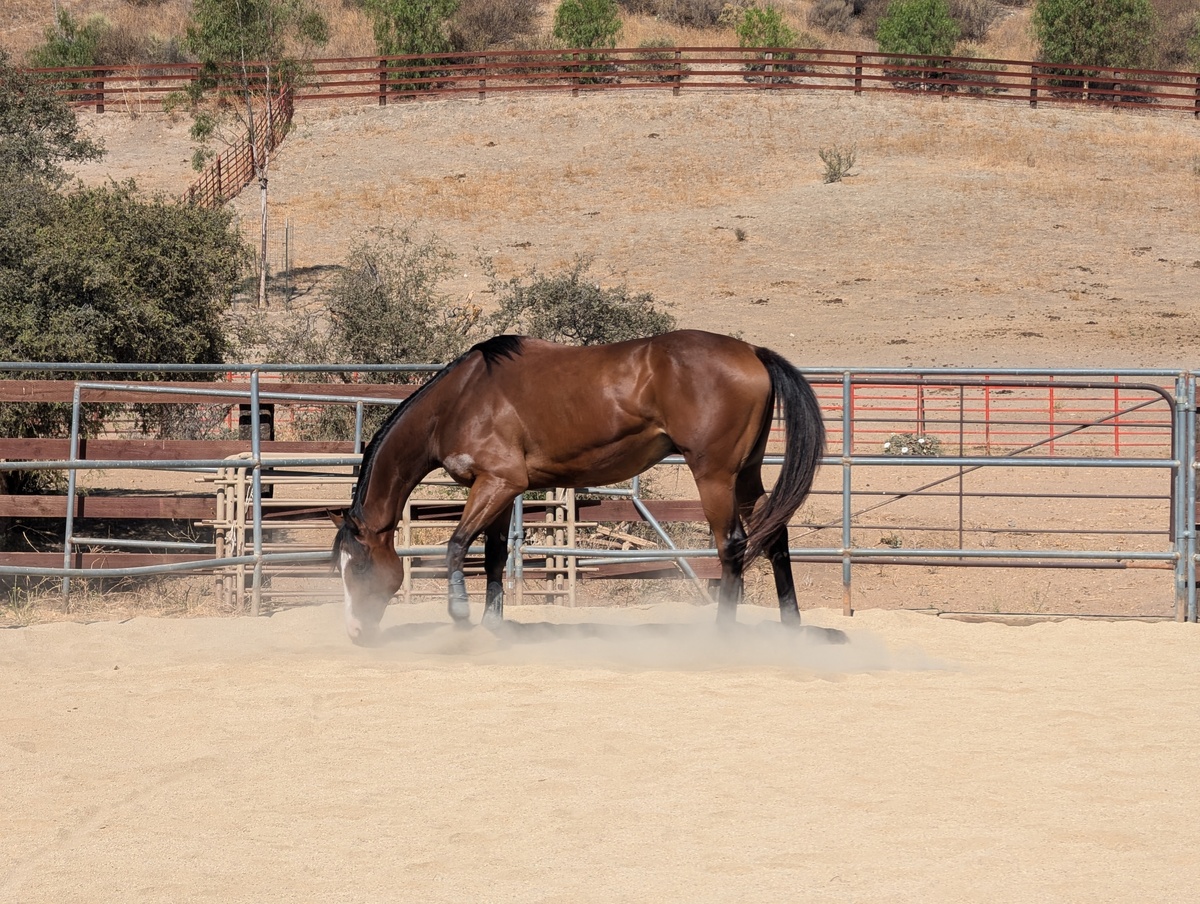 Treebeard, 5yo Thoroughbred gelding, 17.0hh