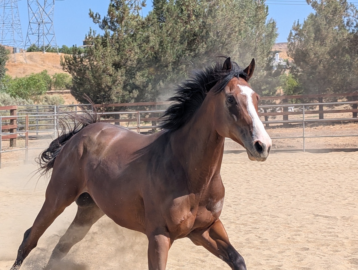 Treebeard, 5yo Thoroughbred gelding, 17.0hh