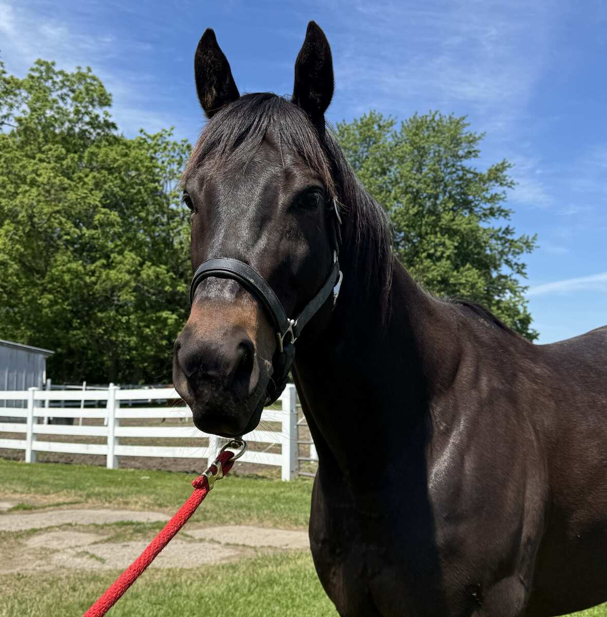 Mauna Kea Bound, 6yo Thoroughbred gelding, 17.0hh