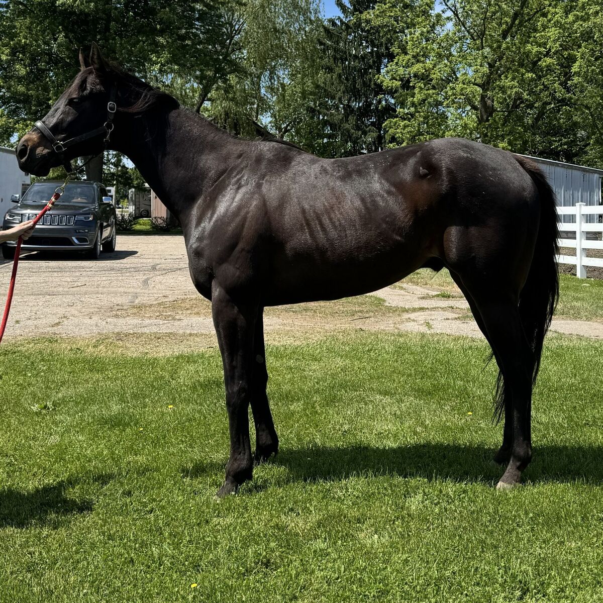 Mauna Kea Bound, 6yo Thoroughbred gelding, 17.0hh