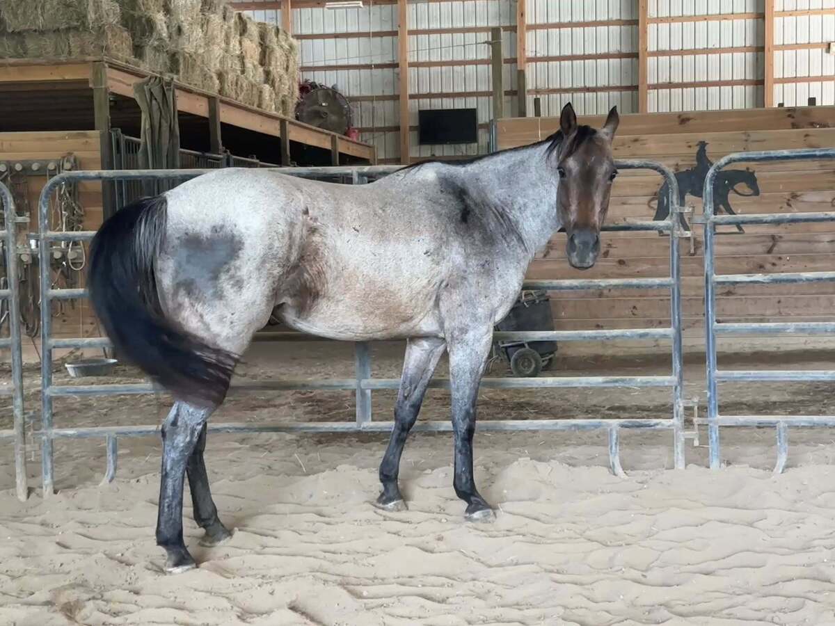 Angelina, 14yo American Quarter Horse mare, 15.0hh