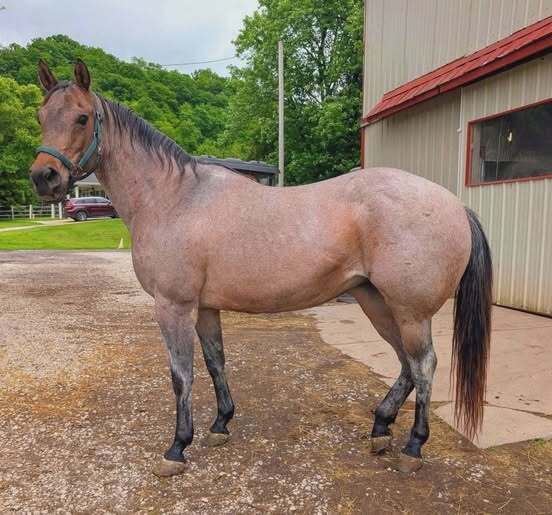 Angelina, 14yo American Quarter Horse mare, 15.0hh