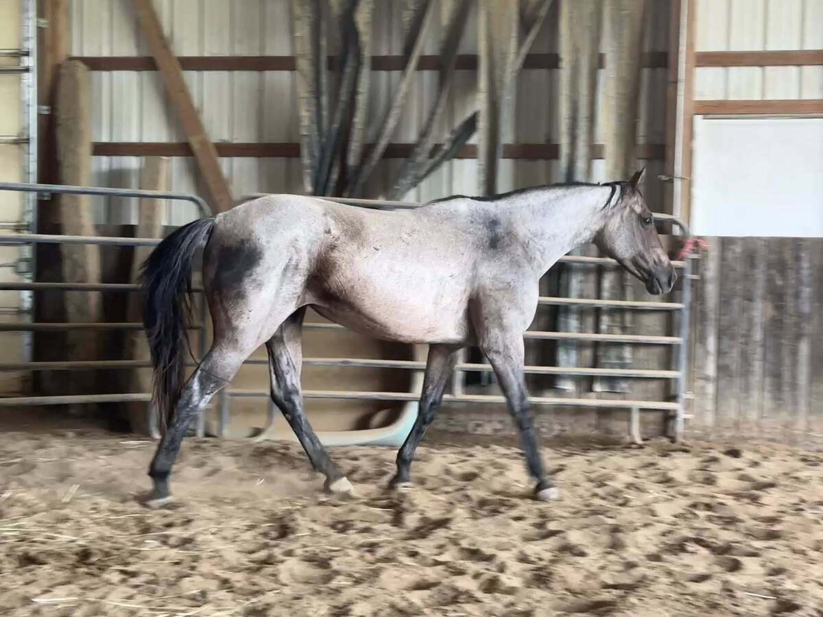Angelina, 14yo American Quarter Horse mare, 15.0hh