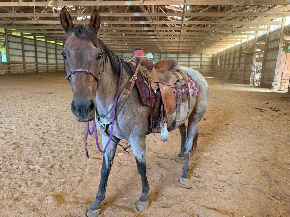 Angelina, 14yo American Quarter Horse mare, 15.0hh