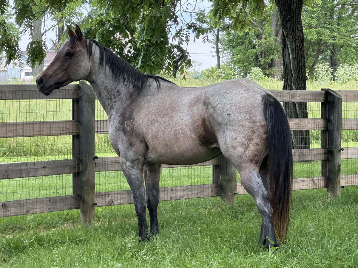 Angelina, 14yo American Quarter Horse mare, 15.0hh