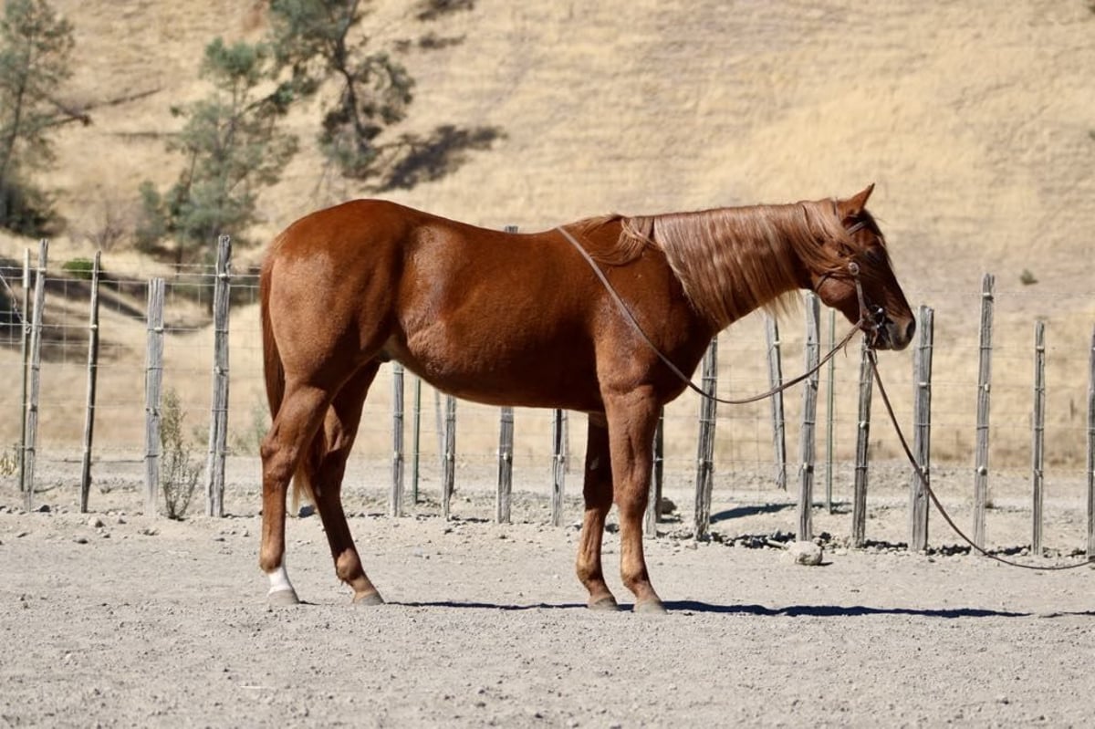 American Quarter Horse, 4yo American Quarter Horse gelding, 14.2hh