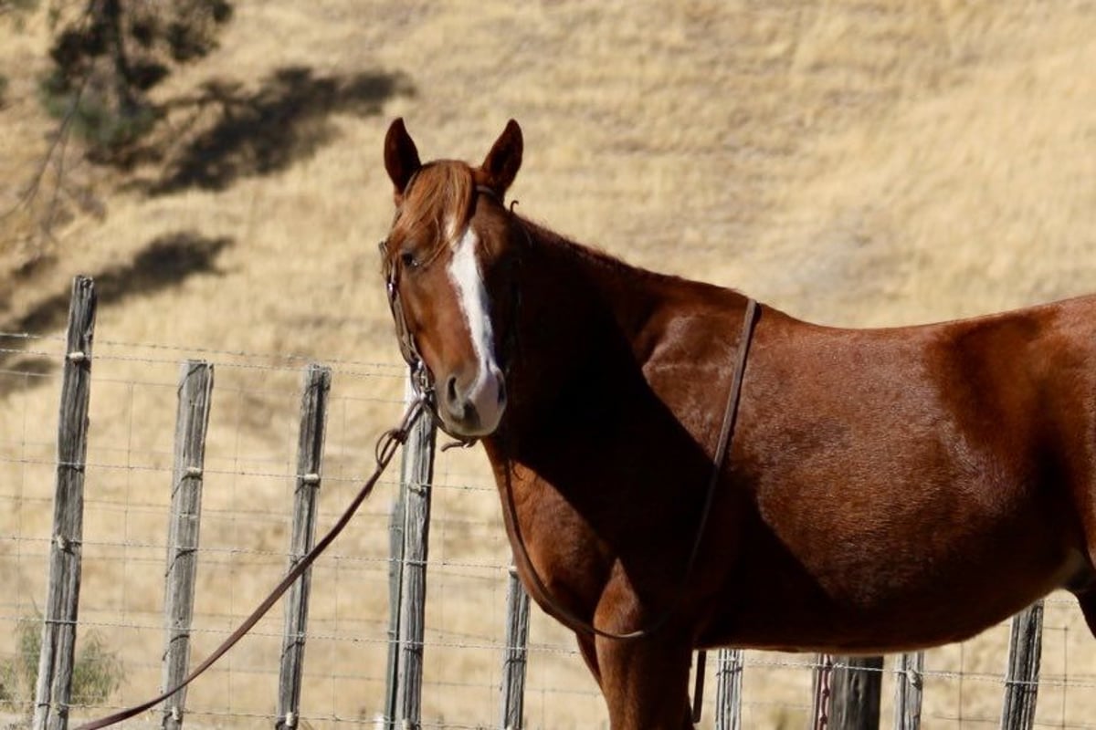 American Quarter Horse, 4yo American Quarter Horse gelding, 14.2hh