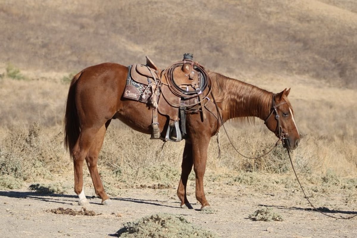 American Quarter Horse, 4yo American Quarter Horse gelding, 14.2hh