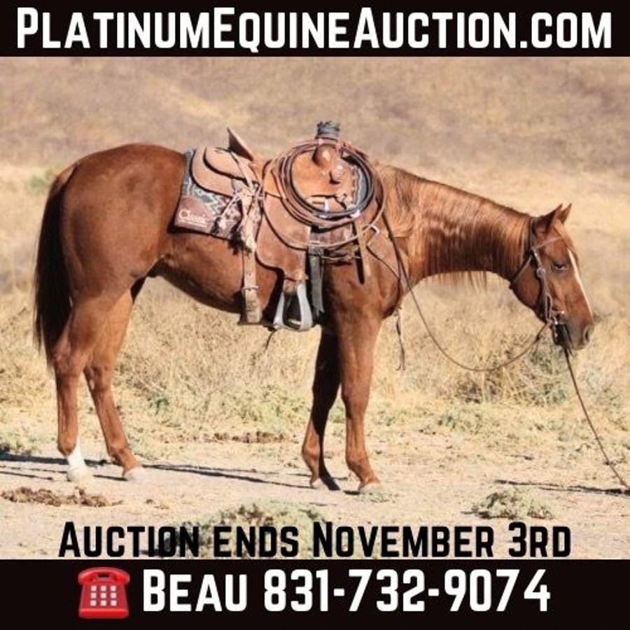 American Quarter Horse, 4yo American Quarter Horse gelding, 14.2hh