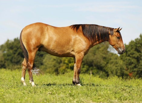 Buckeyes Diego (Diego), 5yo AQHA Quarter Horse gelding, 14.2hh