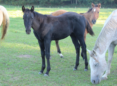 Stetson, AQHA Quarter Horse colt foal