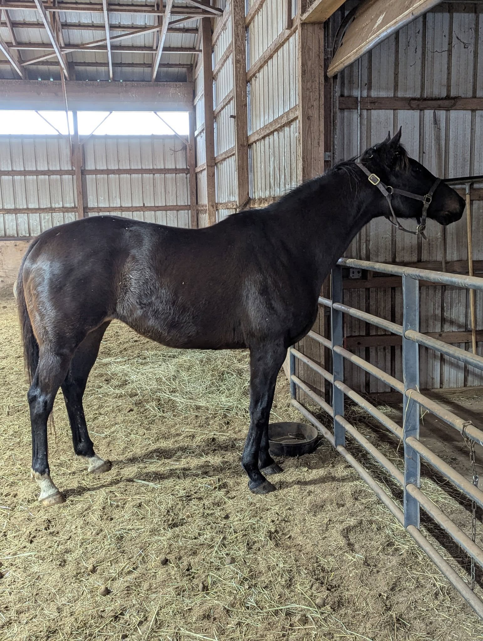 Bella Bay, 8yo Thoroughbred mare, 16hh