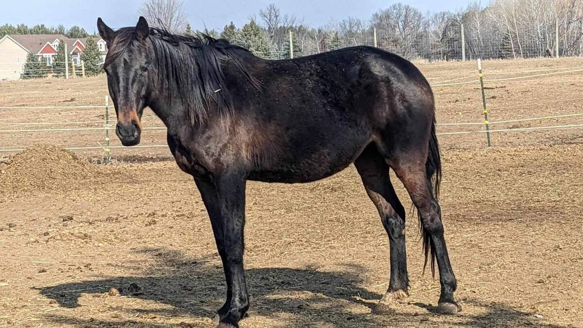 Jeano Bamm Beano, 7yo Thoroughbred mare, 15.0hh