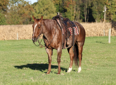 Boomer, 7yo Grade Quarter Horse gelding, 15.2hh