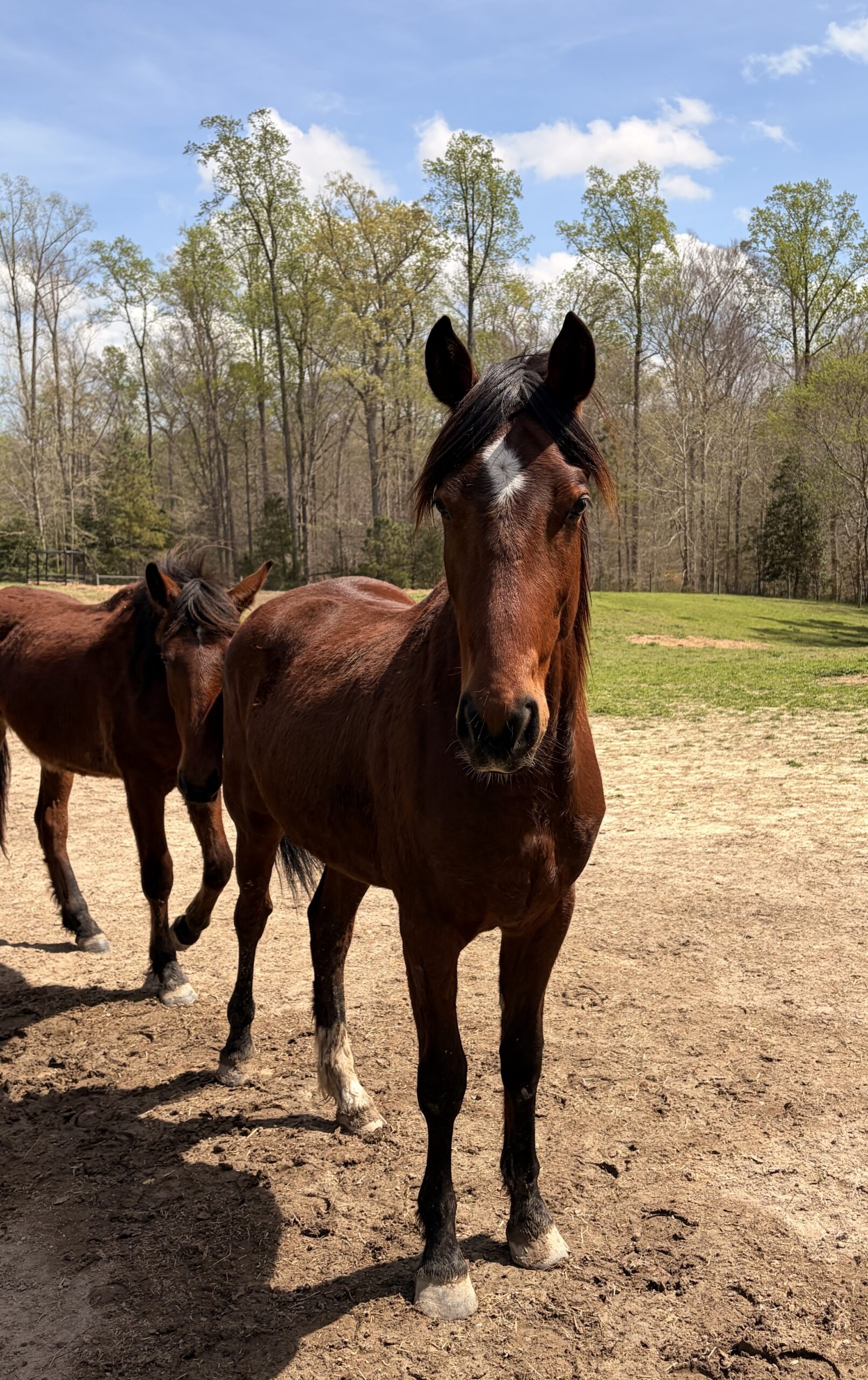 Trinity, Other mare, 14.0hh