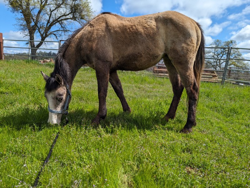 Trinity, Other mare, 14.0hh