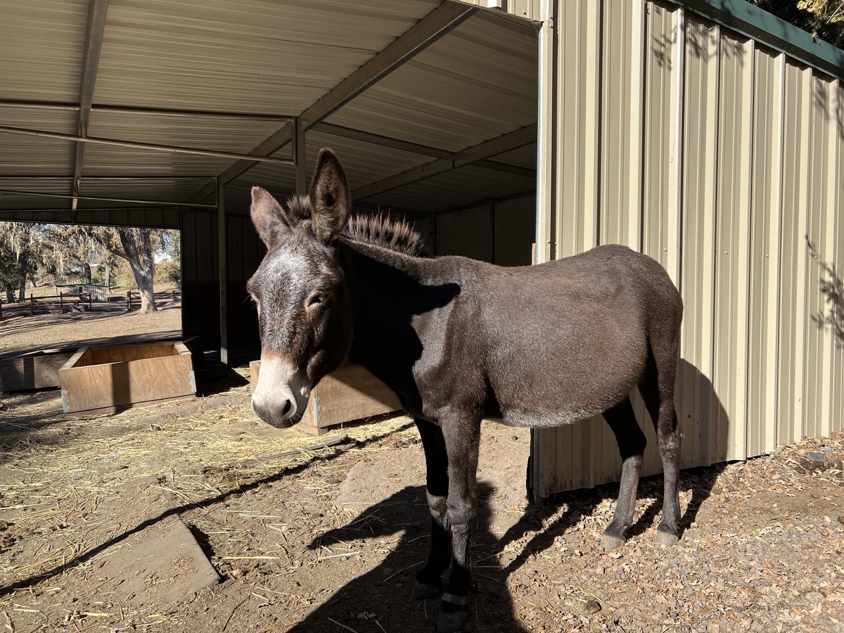 Suzanna, 9yo Donkey mare, 13.0hh