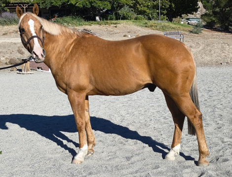 Snickers, 18yo Grade Quarter Horse gelding, 15.2hh
