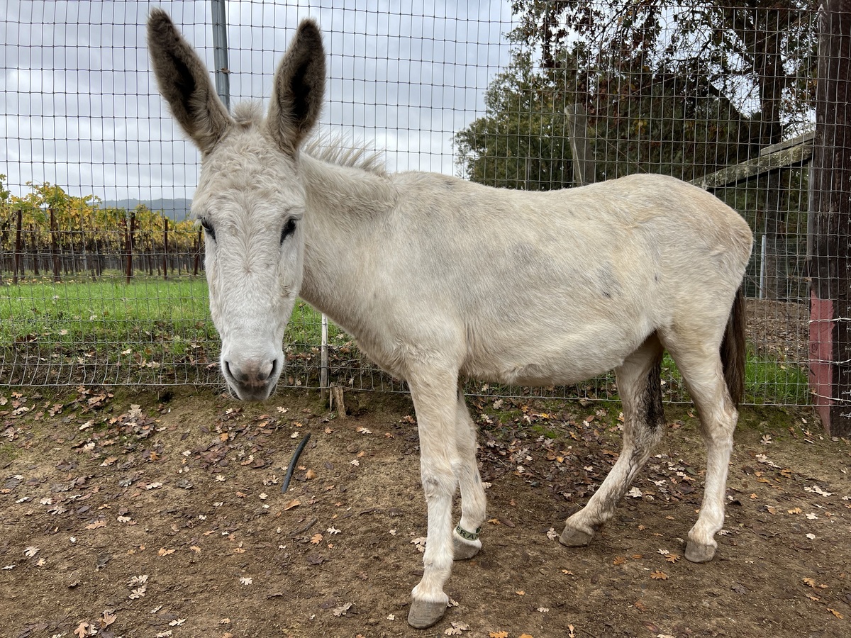Fran, 11yo Donkey mare, 13.0hh
