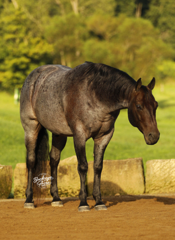 Docs Peppy Chex (Chex), 8yo AQHA Quarter Horse gelding, 14.3hh