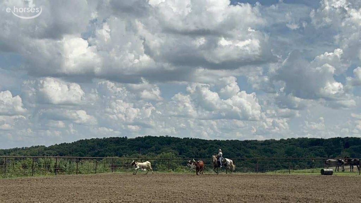 American Quarter Horse, 8yo American Quarter Horse mare, 14.1hh
