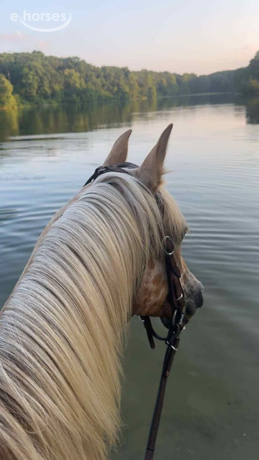 American Quarter Horse, 8yo American Quarter Horse mare, 14.1hh